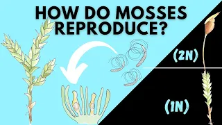 Learn How Mosses Reproduce | Bryophyta Life Cycle