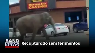 Elefante escapa de circo e caminha por ruas nos EUA | BandNews TV