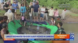 Largest freshwater fish recorded is caught in Cambodia