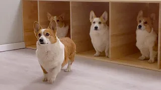 There are welsh corgis who won the 8 bedroom😲 house?!