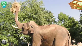Всесвітній День слонів (World Elephant Day) | КИЇВСЬКИЙ ЗООПАРК