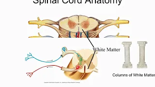 Spinal Cord, Spinal Nerves, Plexuses, and Peripheral Nerves