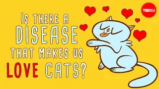 Is there a disease that makes us love cats? - Jaap de Roode