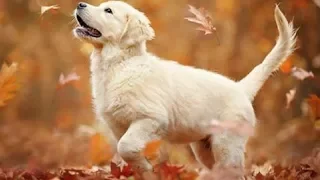 Cutes dogs | Cutest dog in the world | Cute dogs clips #8