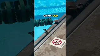 Baby duckling gets stuck in pool gutter 🦆