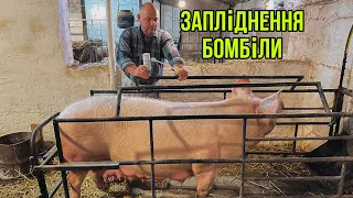 Неочікуване Запліднення Бомбіли з Поросятами🐽🔥