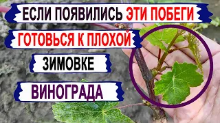 🍇 Никогда не ДОПУСКАЙ ЭТИ ОШИБКИ при ВЫЗРЕВАНИИ ВИНОГРАДА. Останешься и без УРОЖАЯ и без КУСТА.