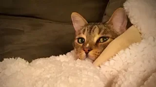 Funny and Cute Cats 😂🐱Hilarious Cats (Full) [Funny Pets]