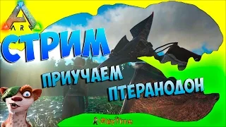 Stream - Стрим Ark: Survival Evolved - Приучаем Pteranodon изучаем сервер!