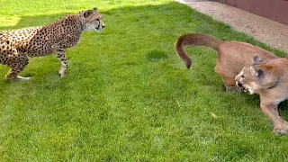 Cheetah Gerda really wants to be friends with Messi!