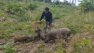 A busy day with wild boars, birds, chickens, dogs, Survival Instinct, Wilderness Alone (ep118)