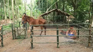 Build Hut for horse - House horse