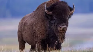 Yellowstone's Bison Population