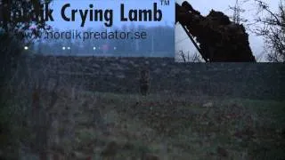 Nordik Crying Lamb