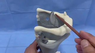 ANATOMIE FMPM LARYNX