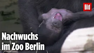 Gorilla-Baby im Zoo Berlin geboren 🦍