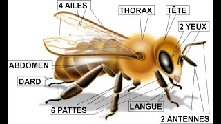 Anatomie de l'abeille   #Abeille