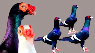 World's Unique Amazing Pigeon Collection | Fancy Pigeon Breed Name | Top 5 Most Beautiful Pigeon