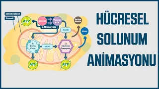 Animasyonlarla Biyoloji : Hücresel Solunum