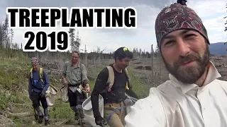 I Went Treeplanting - 2019