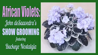 African Violets: Show Grooming with John deSaavedra featuring Buckeye Nostalgia