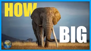 How Big Do African Elephants Get?