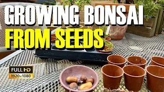 Growing bonsai from seeds. Propagating oak, sweet chestnut, hawthorn and Judas tree seeds.