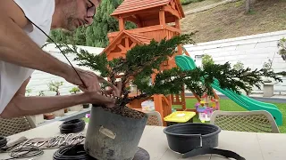 GROWING NURSERY STOCK INTO BONSAI part 1