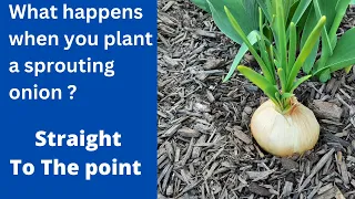What happens when you plant a sprouting onion ? -Straight to the point