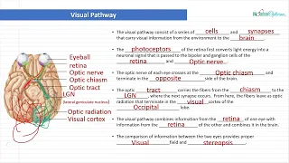 Optician Training: The Visual Pathway (Ocular Anatomy Lecture 18)