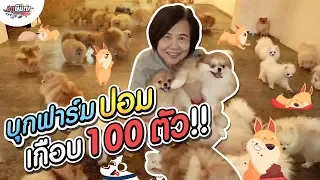 หม่าม้าบุกฟาร์มปอม เล่นกับสุนัขเกือบ 100 ตัว!! #เกษียณสำราญ