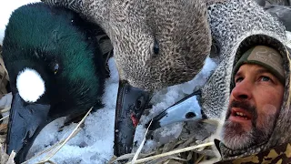 Late Season Mixed LIMIT of Ducks on Small Water