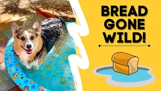 Corgis go swimming and MISTAKEN for a bread loaf! #shorts