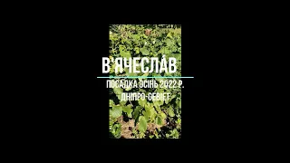 Фундук/Украина. Feedback из регионов. В'ячесла́в, Днiпро-Gebiet (5)