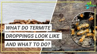 What are Termite Droppings? | What Do Termite Droppings Look Like?