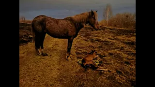 Бродячие собаки растерзали жеребенка в Челябинске.