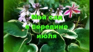 Мой сад в середине июля.