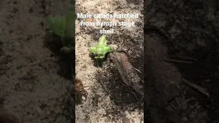 Male Cicada hatched from nymph stage.