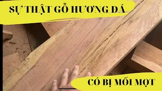 gỗ hương đá đến thời điểm này thực sự có bị mối mọt hay không | Đồ Gỗ Quốc Trung