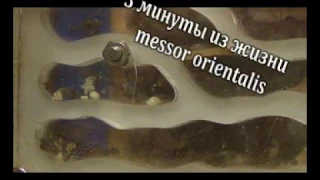 3 минуты из жизни муравьёв (messor orientalis)