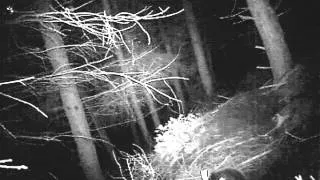 Wild Scottish Badgers - badger cub barking at intruder.