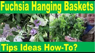 4 Keys to Fuchsia Hanging Baskets - Tips & examples for extended, colorful, vibrant fuchsia flowers