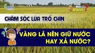 APN - HỎI ĐÁP NHANH | VÀNG LÁ XẢ NƯỚC HAY BỎ NƯỚC? CHĂM SÓC LÚA TRỔ CHÍN #anphatnong #canhtaclua