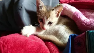 Rescue Kitten Relax After Rescued || We Adopted a Motherless Orphan Kitten || Kitten After Rescue