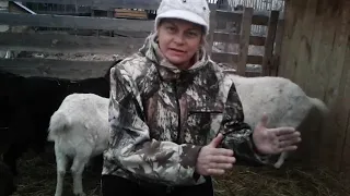 Сколько козы дают молоко?🐐