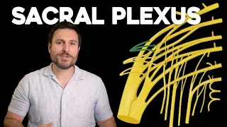 The Sacral Plexus, Explained | Corporis
