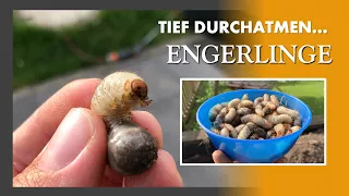 Engerlinge Käferlarven - Wie wird man Sie los? Was muss man wissen? Welchen Schaden richten Sie an?