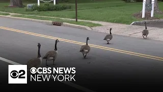 New Jersey town at odds over how to handle geese population