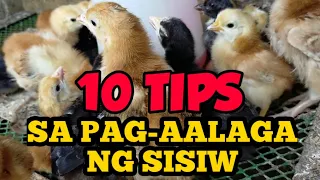 10 Tips sa Pag-aalaga ng Sisiw | Free range chicken | Practical Tips