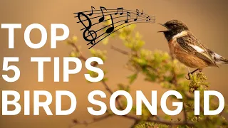 How to Learn Bird Identification by Song - 5 Top Tips